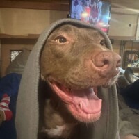 Jemma, a caramel-brown pitbull with a white chest, wearing a gray hoodie and flashing a toothy grin, lounging indoors with a TV and household items in the background.