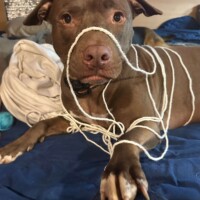 Jemma, a caramel-brown pitbull, lying on a blue blanket with white yarn tangled around her face and paw, staring intently at the camera in a moment of quiet mischief