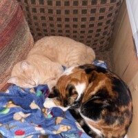 A calico cat with patches of black, brown, and white fur sleeps beside an orange tabby on a cushioned chair. Both cats are nestled atop a blue blanket patterned with small colorful shapes. The chair’s upholstery features a checkered design in earthy reds and browns, creating a warm, homey backdrop. Their relaxed poses and close proximity suggest familiarity and comfort—a peaceful moment of shared snooze.