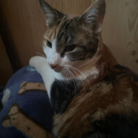 A calico cat with orange, black, and white fur rests on a soft blanket decorated with various dog illustrations. Her body is relaxed and slightly curled, with her head tilted gently to the side as she lounges. The setting includes warm-toned wooden paneling in the background, creating a cozy, cabin-like atmosphere that feels like a peaceful retreat.
