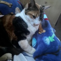 A calico cat with white, brown, and black fur sits calmly on a blue blanket decorated with colorful shapes, including a butterfly motif. She gazes slightly to the side, her posture upright yet relaxed. The blanket’s vivid designs contrast with her soft fur, giving her a regal yet whimsical presence as she surveys her surroundings.