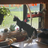 : A black and white cat stands on a wooden table, gazing out the window with alert posture. Potted plants—succulents, vines, and hanging greenery—line the windowsill, and a soft green field stretches outside. Light spills in around her as she surveys the scene, regal and entirely absorbed in whatever mystery lies beyond the glass.