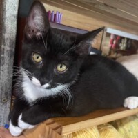 A black and white cat with vivid yellow eyes lies stretched on a wooden surface, one paw dangling lazily over the edge. She locks eyes with the camera, her gaze intense and unimpressed. Behind her sits a tangle of colorful yarn and scattered supplies, as if she’s claiming dominion over the crafting zone with soft paws and silent judgment.