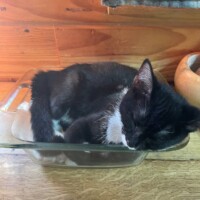 A black and white cat sleeps curled inside a glass baking dish on a wooden table. Her compact loaf posture fits snugly into the dish, surrounded by nearby kitchen items—a hanging cloth above and a round bowl beside her. The scene is cozy yet absurdly charming, like she’s claimed the casserole pan as her official nap module.