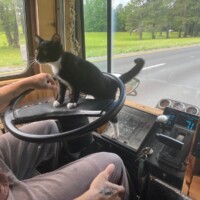 A black and white cat sits confidently on the steering wheel of a vehicle in motion, gazing ahead like she’s co-piloting the mission. A tattooed arm steers while green trees and grass blur past the windshield. Her yellow collar with bell adds the perfect touch of prancy authority—LaLa, en route to somewhere important, and fully in charge of the vibe.
