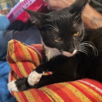 A black and white cat rests on a striped red and yellow blanket, front paws gracefully crossed. Her white fur pops against the bold colors, and her gaze drifts toward someone nearby holding a red object—possibly a guitar or ukulele. The scene blends cozy calm with a touch of musical chaos, as if LaLa is overseeing soundcheck before her next big loaf performance.