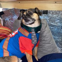Louie, a small puggle, dressed in a blue and red shirt with a green patterned scarf, sitting on a blue cushion with a gray pillow behind him, serving serious style and syndicate charm