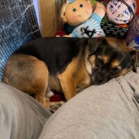Louie, a small black and brown dog, resting his head on a gray pillow beside a Cabbage Patch Kid doll in a blue outfit, with yarn and household items in the background.”