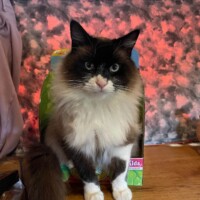 A black and white cat with striking blue eyes sits confidently on a wooden surface. His coat is plush, with a white chest, white paws, and a dark face that highlights his intense gaze. Behind him, the backdrop features a bold mix of pink and gray hues, and a partially visible green box adds a pop of contrast. The overall scene blends boutique elegance with operative poise—like Phil’s overseeing syndicate affairs from a pop-art penthouse.