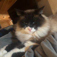 A black and white cat with a pink nose lounges gracefully on a soft blanket. His fur is long and luxurious, with distinct patches of dark and light tones that accentuate his relaxed pose. He gazes off with calm indifference, partially stretched out with one paw extended. The background features warm wooden tones and soft fabric textures, completing the scene with an air of domestic luxury.