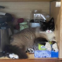 A black and white cat with plush fur lounges inside a wooden cabinet, nestled among everyday items. His body rests partially atop a box labeled "Johnny's Pigeons," and his eyes are closed in peaceful sleep. Surrounding him are a stainless steel appliance, a green container with a red lid, and assorted household objects. The scene blends quiet absurdity with feline elegance, as Phil turns a cluttered nook into a deluxe loaf sanctuary.
