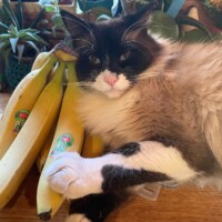 A plush black and white cat lounges on a wooden surface beside a bunch of bananas. His paw rests casually on the fruit, which bears small sticker labels. Behind him, various leafy plants create a lush backdrop. Phil’s relaxed posture and the absurd juxtaposition of snack and surveillance give the scene a cheeky blend of elegance and eccentricity.