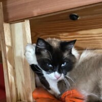 A black and white cat with plush fur and piercing blue eyes rests atop an orange cloth under a wooden structure. His head is nestled against one of the wooden supports, and he gazes directly at the camera with calm intensity. The orange fabric enhances the warmth of the scene, while the wooden backdrop gives it a cozy, refined tone.