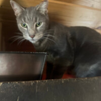 A gray cat with soft fur and piercing green eyes stands confidently on a wooden surface. The backdrop features wood paneling, giving the scene a cozy, cabin-like atmosphere. The cat’s direct gaze and alert posture suggest curiosity and quiet authority, like they’re assessing the room with focused intent.