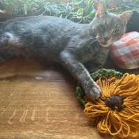 A gray cat lounges on a wooden surface beside a crocheted sunflower, gently resting one paw atop the vibrant yellow petals. A round checkered pillow and green houseplants frame the scene, with an AeroPress coffee maker visible in the background. The overall setting radiates warmth and creativity, as if Scabbers has commandeered a crafts-and-coffee outpost for syndicate snoozing.