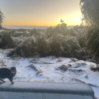 A gray cat walks atop a concrete barrier in a snowy landscape. Frost-covered bushes and trees fill the background, while the sky glows softly with the light of a rising or setting sun. The contrast between the chilly environment and the warm sunburst creates a cinematic atmosphere, as Scabbers moves through the wintry scene with quiet determination.