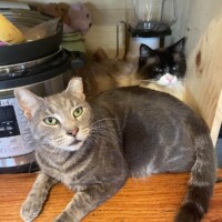 A gray cat with green eyes lies in the foreground on a wooden kitchen counter, positioned in front of a silver appliance, possibly a pressure cooker. Behind him, a black-and-white cat with blue eyes sits upright on the same surface, surrounded by various household items including a glass and kitchen accessories. The scene captures a candid moment of two cats occupying the same space—one relaxed, the other poised—creating a layered sense of syndicate hierarchy and domestic chaos.