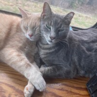 A gray cat and a light beige cat lie close together on a wooden surface. The beige cat rests its head gently atop the gray cat’s side, while both appear relaxed with eyes partially closed. Behind them, a window offers a view of green trees and grass, adding a natural glow to the cozy indoor scene. The moment radiates calm intimacy and quiet trust between the two companions.