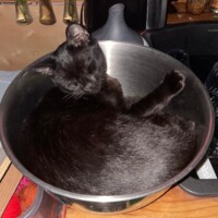 A black cat curled snugly inside a large stainless steel mixing bowl, resting atop a wooden surface. Kitchen utensils and a dish rack fill the background, giving the scene a domestic backdrop. Wes fits perfectly, his glossy fur gleaming against the reflective metal, as if the bowl were custom-designed for feline loaf containment.
