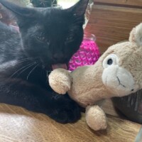 A black cat lies on a wooden surface, gently cradling a plush beige stuffed llama and grooming it. His head rests against it, eyes half-closed in peaceful repose. Nearby sit a pink textured item and a small cactus, adding quirky warmth to the background. The scene feels soft and surreal—like Wes has temporarily swapped espionage for emotional support duty.