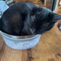 A black cat sleeps curled inside a small gray container placed on a wooden surface. His sleek black fur fills the bowl to the brim, making his loaf shape appear almost molded to fit. The tight fit gives the scene an air of playful absurdity—like Wes selected the least ergonomic nap pod on purpose just to prove he could.