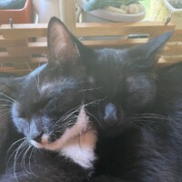 Two black cats rest closely together on a cozy surface, their heads gently touching. One has a small white patch on its chest and contrasting white whiskers, while the other is entirely black. They’re nestled beside potted plants and a wooden structure, forming a quiet duet of feline serenity and sibling synergy.