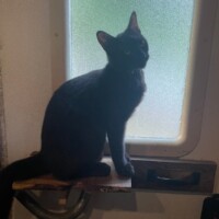 A black cat sits alert on a narrow wooden shelf mounted to a door with frosted glass panels. Soft light filters in from outside, illuminating his silhouette against the dim interior. He looks upward as if tracking movement above, calm yet vigilant—clearly overseeing hallway operations from his elevated command post.