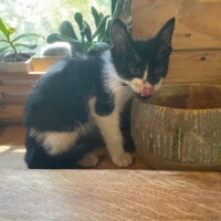 A tiny black and white kitten sits on a wooden surface, licking her nose in mid-motion. She’s positioned next to a large rustic bowl, surrounded by potted plants and warm wooden textures—curious, cozy, and clearly mid-snack surveillance