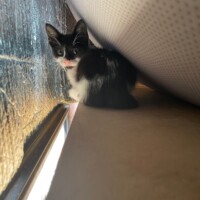 A black and white kitten with wide eyes and a pink nose peeks out from a narrow space between a silvery reflective surface and a cushion. Her whiskers catch the light as she surveys the camera, cloaked in a sliver of shadow—partially hidden, fully adorable, and likely casing the perimeter for snack protocol breaches