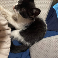 A black and white kitten lies curled on a soft blue blanket, nestled between a beige pillow and gray cushion. Her white paws tuck beneath her chest, and her face rests near the folds of the blanket—eyes closed, completely at peace and wrapped in the kind of safety reserved for high-ranking loaf commanders.