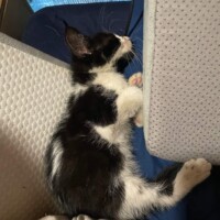 A black and white kitten naps on a soft blue surface, cradled between two white, textured cushions. Her fur blends with the shadows of the pillows, and her small body curves delicately against the backdrop—resting with quiet authority in a space clearly claimed