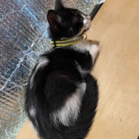 A black and white kitten wearing a yellow collar with a small bell sleeps curled on a wooden surface. Her back faces the camera, head tilted slightly in profile, and she rests against a silvery, reflective backdrop. The combination of rustic wood and foil-like texture adds a strange charm—like a nap staged between prep station and command bunker.