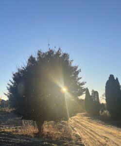 Sunlight flaring through fall foliage at Gee Farms in Michigan