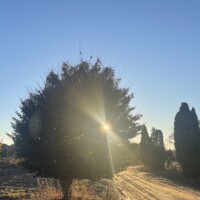 Sunlight flaring through fall foliage at Gee Farms in Michigan
