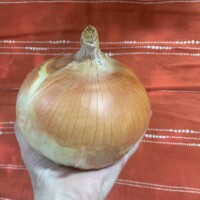 Hand holding oversized candy onion purchased at Holly Michigan farmers market, with orange cloth background