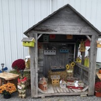 A small weathered wooden shed is decorated with colorful handmade birdhouses in various sizes and shapes. Some are hanging from the rafters, and others are arranged on the floor along with a few small wooden houses. Pots of mums in fall colors surround the shed, set on a gravel surface in front of a light gray building.