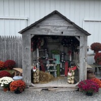 A small weathered wooden shed is decorated with fall-themed items, including painted wooden signs, a bale of hay, and seasonal ornaments. Colorful potted mums in red, orange, and white are arranged around the shed on gravel. A wooden fence and a light gray building are in the background.