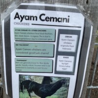 An informational sign about Ayam Cemani chickens is attached to a wire fence. The sign includes a photo of a black chicken and text describing the breed’s Indonesian origin, all-black coloring, and the belief that they bring good luck. The layout is printed in black and green on white paper.