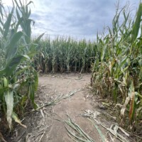 A three-way junction inside a tall corn maze, with pathways branching left, right, and straight ahead. The ground is packed dirt, and the corn stalks are dense and taller than the viewer.