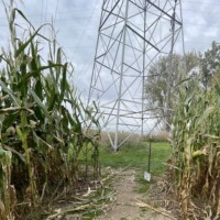 A pathway inside a corn maze opens toward a large metal power line tower. A small sign on the ground indicates that this is not the exit and directs visitors back into the maze.