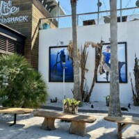 1:56 PMOutdoor courtyard at Salt Life Food Shack with wood benches, palm trees, and large ocean lifestyle photography on the exterior walls in St. Augustine Beach Florida