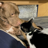 Jemma the dog and Pikle the cat touching noses affectionately on a bed.