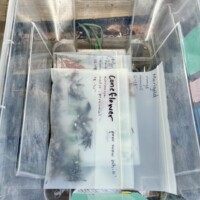 A close-up of the seed bin inside a community free goods sharing box in Charlotte, NC. Two labeled seed packets are visible inside a clear plastic storage bin. The front packet is labeled "Coneflower — pow wow white, native echinacea, perennial, 18-36 inches" and the packet behind it is labeled "Marigold — orange annual, 12-18 inches." Additional small items and garden tools are partially visible in the background.