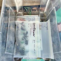 A close-up of the seed bin inside a community free goods sharing box in Charlotte, NC. Two labeled seed packets are visible inside a clear plastic storage bin. The front packet is labeled "Coneflower — pow wow white, native echinacea, perennial, 18-36 inches" and the packet behind it is labeled "Marigold — orange annual, 12-18 inches." Additional small items and garden tools are partially visible in the background.