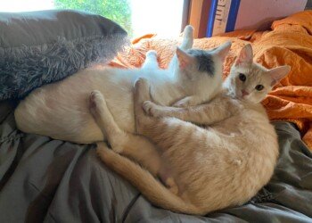 Bean and Heddy snuggled together on a bed with an orange blanket.