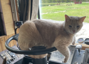 Bean sitting on the bus steering wheel, with a grassy park visible through the windshield.