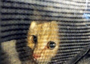 Kitten Bean peeking out through dark mesh on the first day with us.