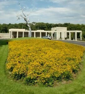 Roxy Paine's stainless steel tree sculpture Yield near the entrance of Crystal Bridges Museum, with a bed of yellow flowers in the foreground.