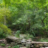 Wooded trail with stone steps and a small stream crossing at Crystal Bridges Museum, with a bronze bear sculpture visible near the path.