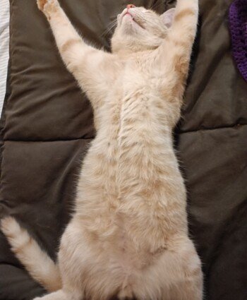 Orange tabby cat stretched out on its back on a brown blanket, front paws reaching overhead.